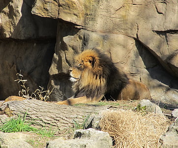 lion, feline, king of the jungle, male, predator, wildlife, nature