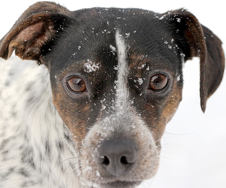 hund, porträtt, svart, vit, snö, ansikte, näsa