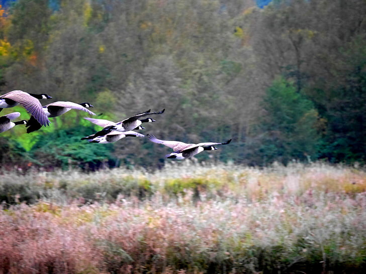 geese, migratory birds, nature