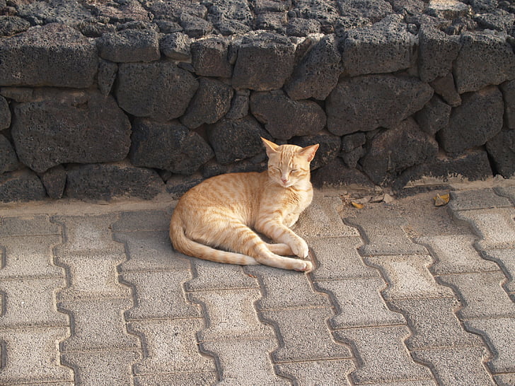 djur, katt, Lanzarote