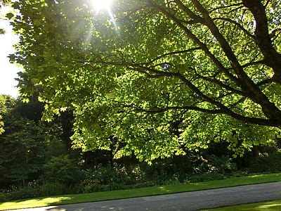 albero, giardino, Inghilterra, tregwainton, luce posteriore, verde, natura