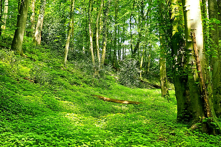 forest, landscape, bach, glade, trees, nature, green