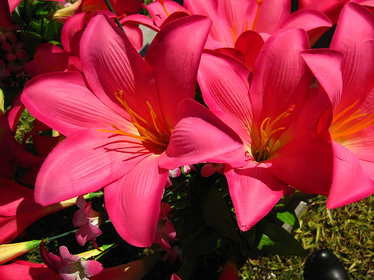 цвете, Лили, Акапулко, Лили, флорални, букет, растителна