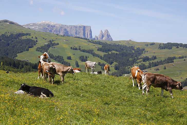 Alm, koe, weide, Alpine meadow, herkauwers, grazen, Zuid-Tirol
