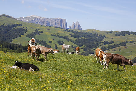 Alm, sapi, padang rumput, padang rumput Alpine, ternak ruminansia, merumput, tyrol Selatan