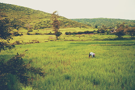 femeie, cules, ceva, iarba, teren, în timpul zilei, verde