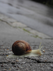 snail, slowly, close, creature, shell, nature, crawl
