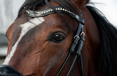 kůň, hlava, Detailní záběr, oko