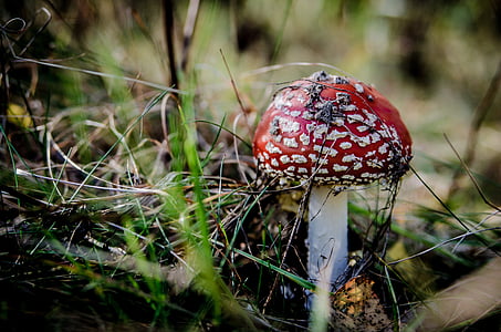 fly agaric red, mushrooms, mushroom, poisoning, forest, collect, autumn
