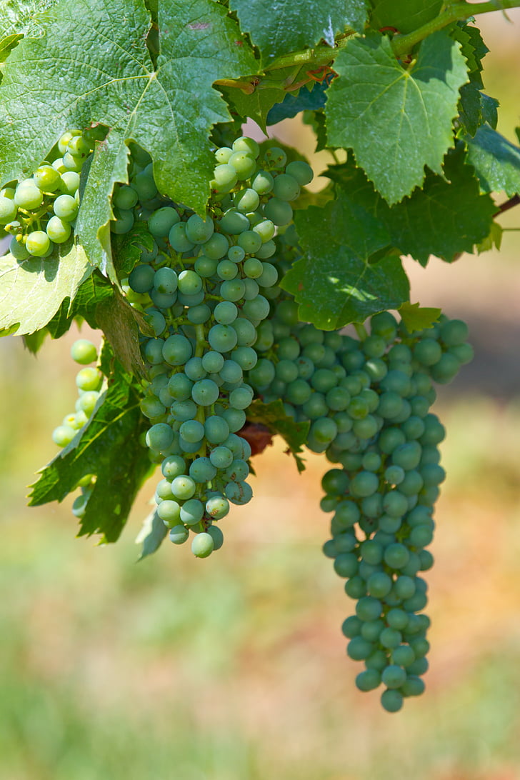 wine, grapes, fruit, vine, winegrowing, autumn, autumn decoration