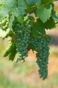vino, uvas, fruta, vid, vitivinícola, otoño, decoración de otoño