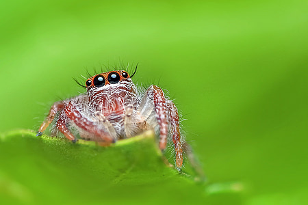 laba-laba melompat, laba-laba, makro, alam, hewan, serangga, kecil