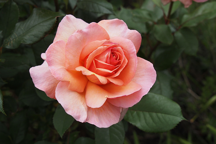 Rosa, Rosa, posta de sol alpí, flor, pètal, flor, natura