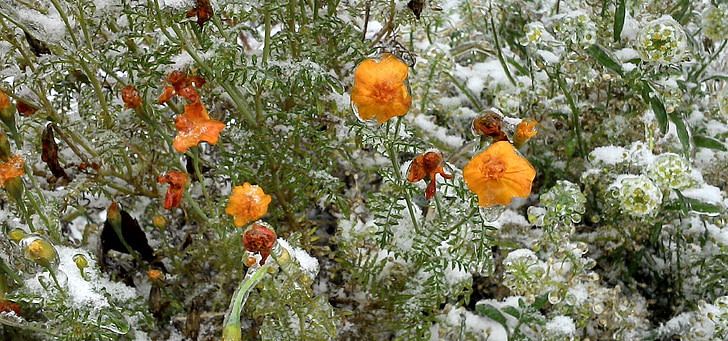 ดอกไม้, แช่แข็ง, หิมะ, ฤดูหนาว
