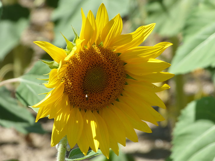 flower, sunflower, yellow, nature, provence