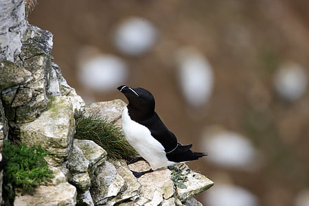 petit pingouin, oiseau, faune, animal, Rock, oiseaux de mer, mer
