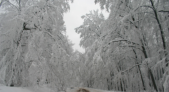 zimné, sneh, stromy, Forest, Woods, sneženie, Sezóna