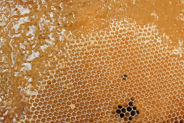 medus kāri, medus, garšīgi, jauks, bišu strops, Bite, bišu vasks