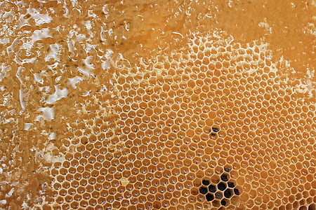 a nido d'ape, miele, delizioso, dolce, alveare, ape, cera d'api