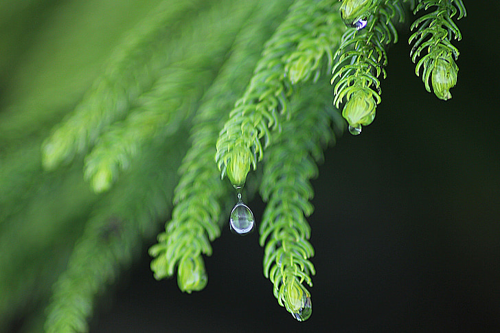 leaf, rain, nature, drops plant leaves, water, plant, natural