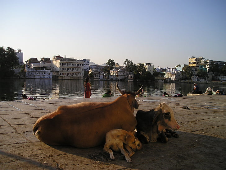 India, vaca, perro, animales, Santa, carretera, animal
