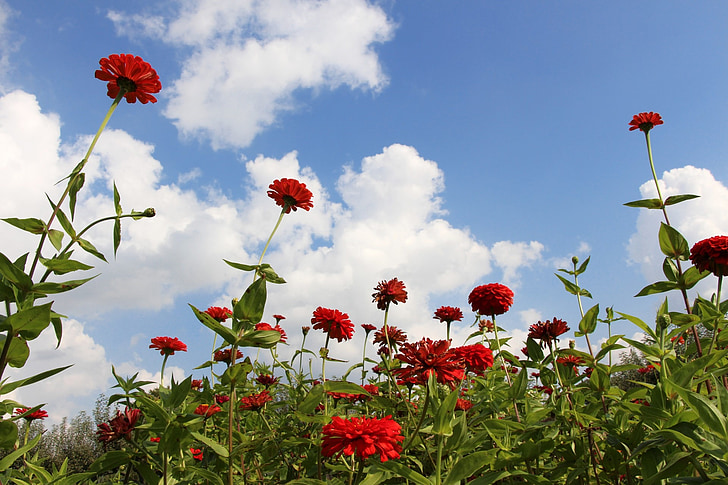ziedi, sarkanās puķes, puķains debesis, mērķis, sasniedzot, stiepšanās, garš