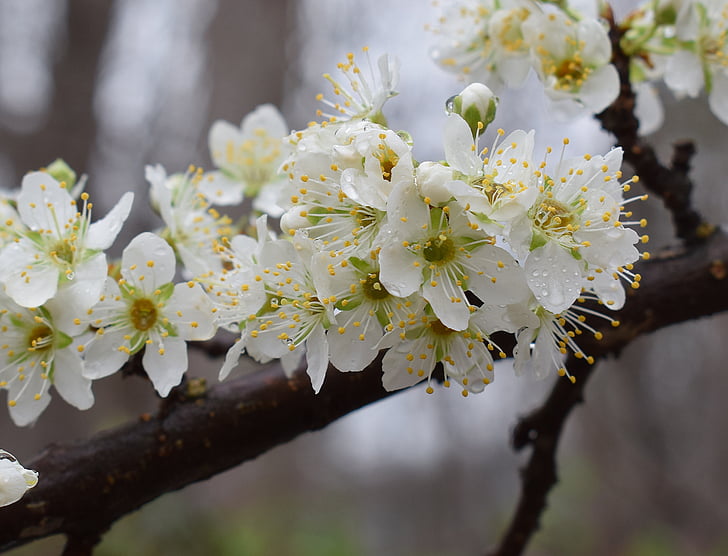 kirsikankukkia sateessa, sadetta, sadepisarat, Blossom, Bloom, kukka, puu