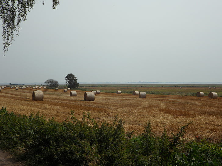 fields, hay, straw bales, farm, field, yellow, dry