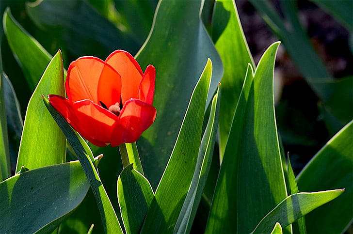 Tulip, rød, grøn, blomst, forår, natur, blomstermotiver