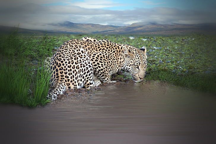 Free photo: leopard, animal, drink, water, watering hole, water hole,  predator | Hippopx