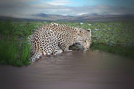 leopardo, animal, bebida, agua, pozo de agua, orificio de agua, depredador