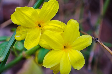 flower, flowers, yellow, spring, delicate flower, small flower, nature