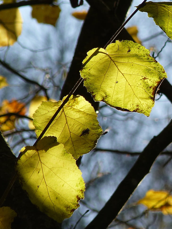 listov, drevo, jeseni, svetlo, zelena, listi, svetlobe