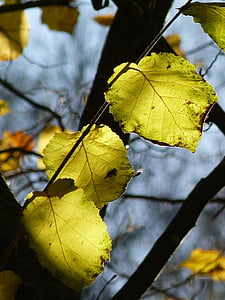 Leaf, träd, hösten, ljusa, grön, lämnar, ljus
