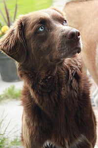 hond, Canine, bruin, bruine hond, blauwe ogen, binnenlandse, op zoek