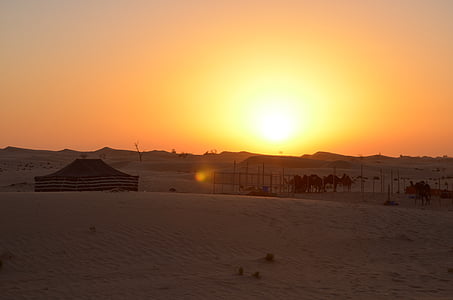 Захід сонця, пустеля, Абу-Дабі, верблюдів