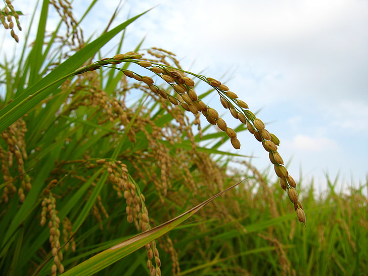 rice ear, autumn, harvest, sky