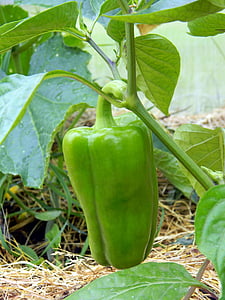 pepper, greenhouse, farming, economy, vegetable garden, vegetables, plant
