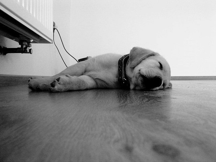câine, catelus, podea, somnolenţă, somn