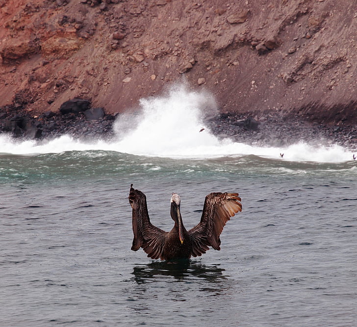 pelican, galapagos, islands, ecuador, bird, ocean, wings