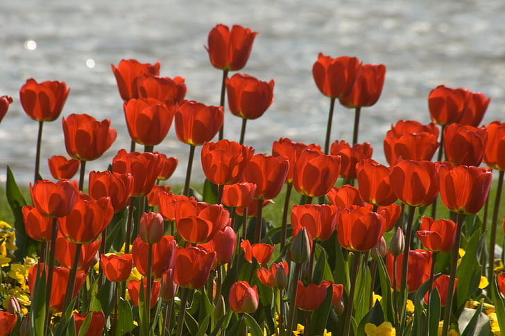 Tulipaner, blomst rabatter, forår