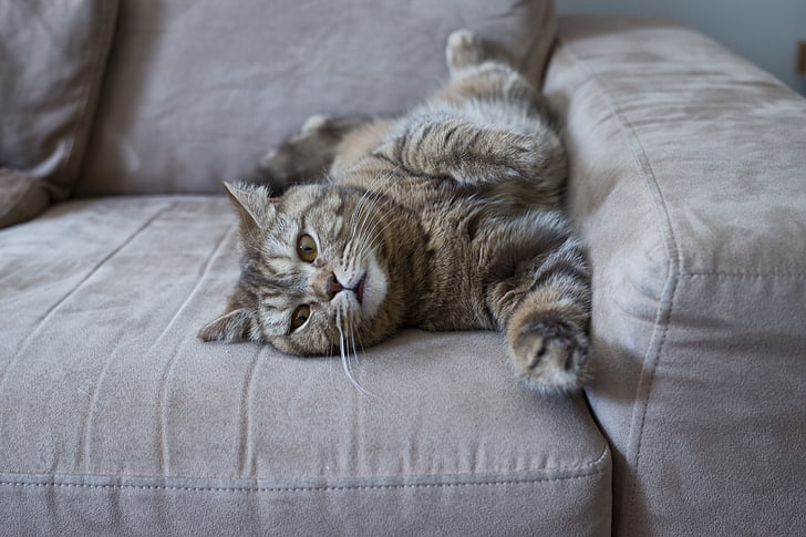 gato, sofá, gato preguiçoso, o gato britânico, bonito, o gato doméstico, animal