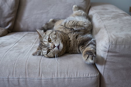 kucing, sofa, malas kucing, kucing Inggris, Manis, kucing domestik, hewan