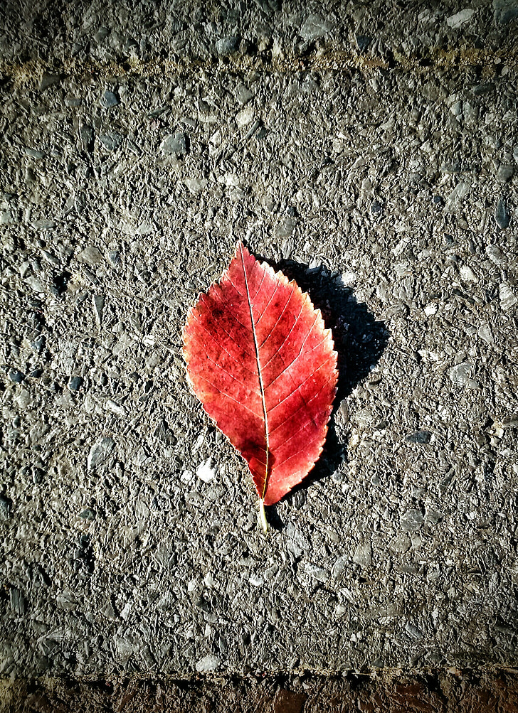 Leaf, betón, červená, rastlín, Príroda, textúra, cement