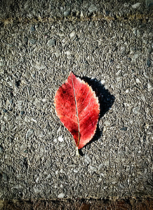 leaf, concrete, red, plant, nature, texture, cement