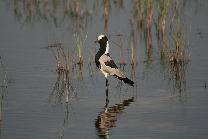 vták, vodné vtáctvo, Plover, Kováč, voľne žijúcich živočíchov, Príroda, Delta