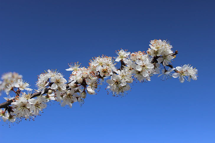 spring, flower, spring flowers, white, blue sky