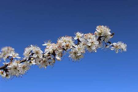 våren, blomst, vårblomster, hvit, blå himmel