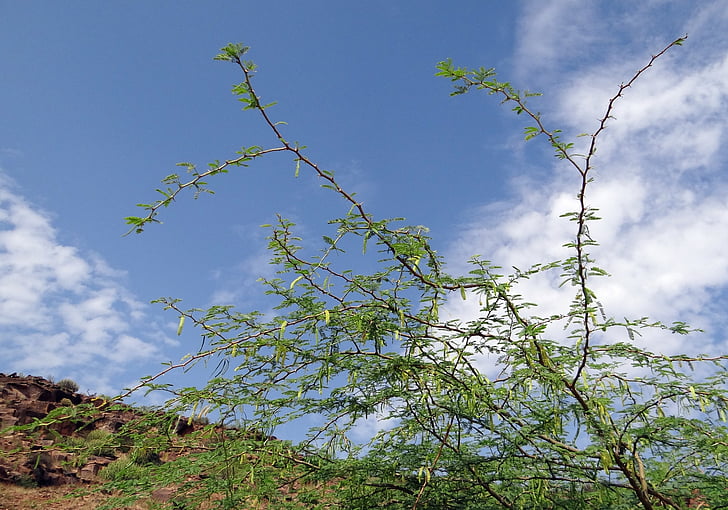 Prosopis juliflora, Anläggningen, invasiva, babool, Weed, Indien