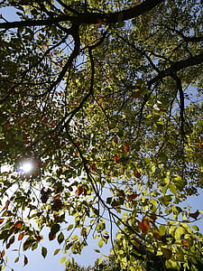 foglie di canfora, le foglie, Sunshine, il paesaggio, materiale, naturale, pianta